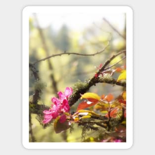 red Malus 'Radiant' crab apple blossoms #10 Sticker